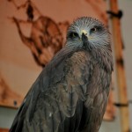 DSC_1079-01