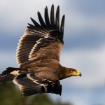 aguilaimperial (1)