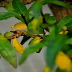 expobonsaialcymas (10)