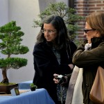 expobonsaialcymas (11)