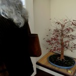 expobonsaialcymas (16)
