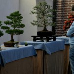 expobonsaialcymas (17)