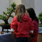expobonsaialcymas (18)