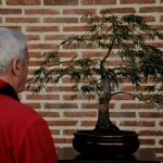 expobonsaialcymas (2)