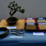 expobonsaialcymas (5)