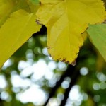 quincervantesalcymasnov2015 (11)