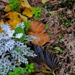 quincervantesalcymasnov2015 (20)