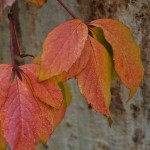 quincervantesalcymasnov2015 (9)