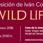 exposicion-wild-life – copia