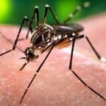 mosquito-virus-zika