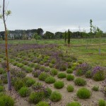 parque-camarmilla (1)
