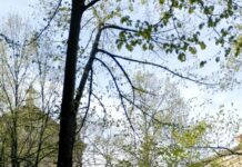 Museo de Escultura al Aire Libre de Alcalá de Henares, MUSEAL Museo de Escultura al Aire Libre