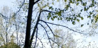 Museo de Escultura al Aire Libre de Alcalá de Henares, MUSEAL Museo de Escultura al Aire Libre