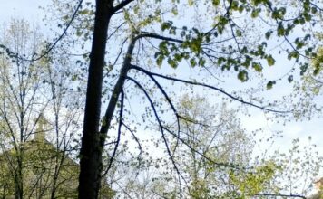 Museo de Escultura al Aire Libre de Alcalá de Henares, MUSEAL Museo de Escultura al Aire Libre