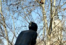 Museo de Escultura al Aire Libre de Alcalá de Henares, MUSEAL Museo de Esculturas al Aire Libre