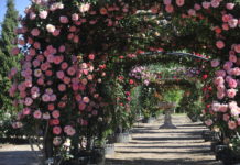 Real Jardín Botánico Juan Carlos I Universidad de Alcalá Visita monográfica de noviembre, Jardín Botánico, Alcalá de Henares