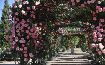 Real Jardín Botánico Juan Carlos I Universidad de Alcalá Visita monográfica de noviembre, Jardín Botánico, Alcalá de Henares