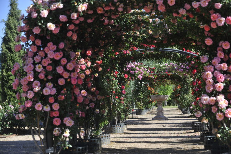 Visita monográfica de noviembre, Jardín Botánico, Alcalá de Henares