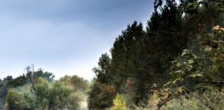 El río Henares El río Henares