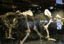 Sala de paleontología, Museo Arqueológico Regional, Alcalá de Henares Sala de paleontología, Museo Arqueológico Regional, Alcalá de Henares