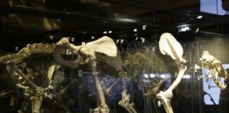 Sala de paleontología, Museo Arqueológico Regional, Alcalá de Henares Sala de paleontología, Museo Arqueológico Regional, Alcalá de Henares