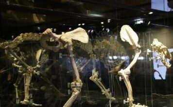 Sala de paleontología, Museo Arqueológico Regional, Alcalá de Henares Sala de paleontología, Museo Arqueológico Regional, Alcalá de Henares