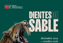 Exposición Dientes de Sable, Museo Arqueológico y Paleontológico, Alcalá de Henares Exposición Dientes de Sable, Museo Arqueológico y Paleontológico, Alcalá de Henares